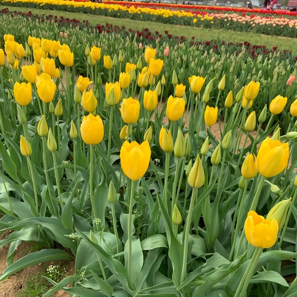 Meet your Posher, Stacy - Picture 1 of 1